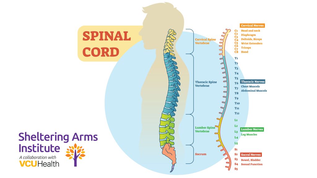 Diagram of Spinal Cord Injury